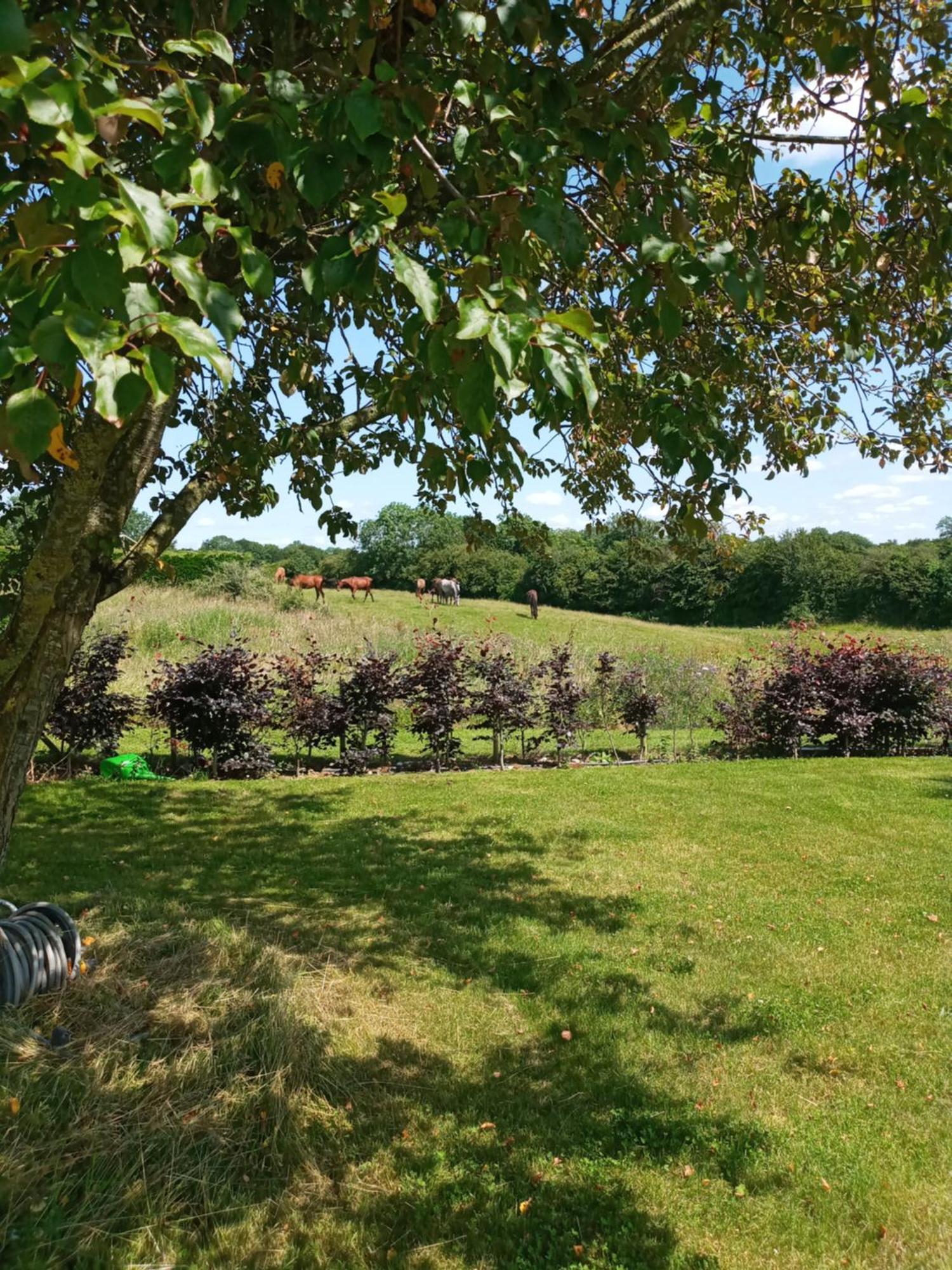 Suzies Self Catering Belmont Apartamento Belmont  Quarto foto